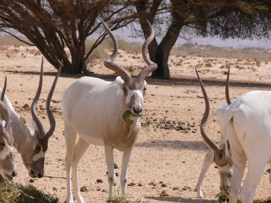 <p>El addax (<em>Addax nasomaculatus</em>) es una especie de antílope africano . / <a href="http://media.eol.org/content/2012/06/14/18/51372_orig.jpg" target="_blank">EOL</a>.</p>