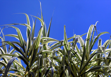 <p>La caña (<em>Arundo donax</em>) es una planta invasora capaz de crecer y reproducirse en un amplia franja de condiciones ambientales / <a href="https://www.flickr.com/photos/jim-sf/" title="Ir a la galería de James Gaither" target="_blank">James Gaither</a></p>