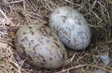 <p>La membrana elástica del huevo, no la cáscara dura, es responsable de generar la diversidad de formas de huevo que vemos en la naturaleza. En la imagen dos huevos de gaviota. / M.C. Stoddard</p>