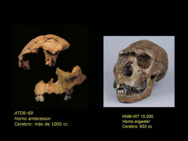 <p>Fósiles faciales del