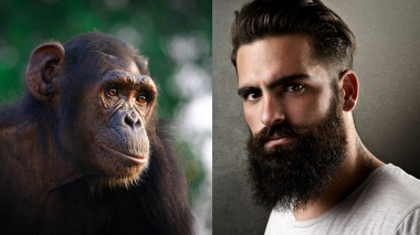 <p>Dos genes, PAX3 y PAX7, que se sabe que afectan a la longitud de la boca y su forma en ratones de laboratorio, así como en la pigmentación de la piel, se expresaron en niveles más altos en los chimpancés que en los seres humanos. / Fotolia/Evan L. MacLean</p>