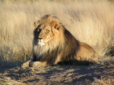 <p>Los científicos analizaron entre 1999 y 2012 las muertes de 206 leones en Parque Nacional Hwange de Zimbabue, hogar del león Cecil. / <a href="https://upload.wikimedia.org/wikipedia/commons/7/73/Lion_waiting_in_Namibia.jpg" target="_blank">Wikipedia</a></p>