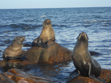<p>Osos macho de A. australis (Isla Lobos, Uruguay) / Massimiliano Drago - IRBio-UB</p>