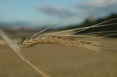 <p>Cebada.</p>