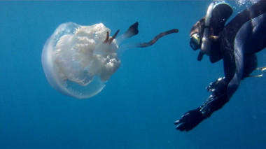 <p>La investigadora Karen Kienberger junto a una medusa <em>Rhizostoma luteum</em>. / Darius Enayati</p>