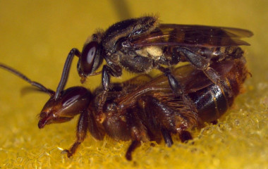 <p>Abejas sin aguijón copulando. / Ayrton Vollet</p>
