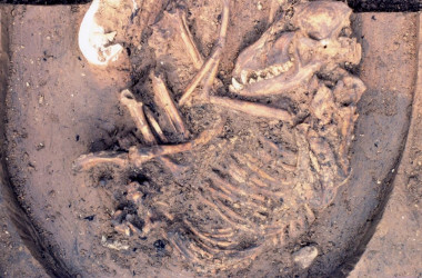 <p>Perro enterrado en el yacimiento de Koster en Illinois con una antigüedad de 10.000 años. / Del Baston, cortesía del Center for American Archaeology</p>