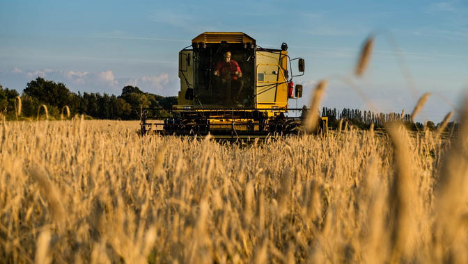 <p>La producción de alimentos se reduce a cada vez menos cultivos, como el del trigo, la soja o el maíz. / <a href="http://www.flickr.com/photos/61932398@N00/8554467065/in/photolist-e2VT2t-8rDDME-4wFMF4-4wFMvD-4wFMNa-6A55tz-8rDDFs-aihUD6-6BPq6H-4MmcRs-4MmgDN-4Mh6ex-4Mh5ak-4MmdQS-4Mh45D-5ppJcU-4Mh6MH-4Mh5ET-4PwECy-9EZZtg-2UszNr-5hxj3J-5ihBes-7ijZRT-qryEz-fc4SEB-6WE6ke-9xH6KX-7eZd4P-dbuW3q-dbubRW-dbtLdz-dbrKDB-dbt889-bziUaA-dbt1Z5-dbrqMz-dbpsKC-dbppaS-5m9Dkg-L4gCM-frzFH6-5neXcP-5m9D5B-h9Bj2S-h9Bebt-dbt5rb-dbr9t2-h9BjB9-h9B7Mr-h9BjdJ" target="_blank">Bo Nielsen</a></p>