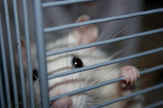 <p>La investigación entre conductas excesivas e impulsividad se ha llevado a cabo en animales / CC-SA marce</p>