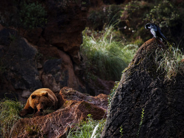 <p>El trabajo conjunto entre investigadores y gestores buscaba promover la reintroducción del oso pardo sin que entrara en conflicto con la ganadería / <a href="https://www.flickr.com/photos/endogamia/5243596188/in/photolist-8ZmNsQ-Q9j34V-9mT7UU-eoFmKV-eoFjp8-epBtTS-eoFmh2-pbsmE2-8txaBz-8tAeRh-3d4BLX-8tAc39-8tAdxf-8tzCvm-8twzGa-8txENe-RjvxTN-9B2DtM-5msP6x-bQNJRe-pMutZQ-85LZds-pPEP1d-ohV1Sp-rxctbH-cJLdvm-8z8E4X-7api8Q-epBxi1-6NueBj-eoFkia-oNEJ2n-bjB56M-7SJoRv-eoFhbX-3b6nhe-eoFkPX-eoFjP6-9So77C-hYex1b-5kmgAZ-kyK3f-9So7Hq-hYewE1-epBy51-epBwRU-3b6o8r-8ycaPD-4rgFHR-b7cSpD" title="Ir a la galería de Leon F. Cabeiro" target="_blank">Leon F. Cabeiro</a></p>