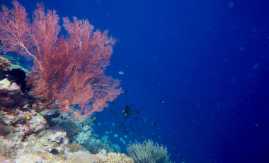 <p>Los ecosistemas marinos son los más afectados por la pérdida de especies. / María Dornelas</p>