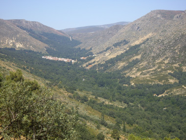 <p>Pinares en zonas próximas a la garganta donde se localiza Navalacruz. Imagen: Mar Génova.</p>