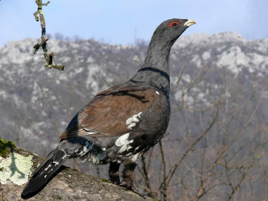 
<!-- START: including template: extension/sinc/design/ezwebin/templates/content/datatype/view/ezxmltags/paragraph.tpl (design:content/datatype/view/ezxmltags/paragraph.tpl) -->
<p>Urogallo cantábrico (
<!-- START: including template: extension/sinc/design/sinc/templates/content/datatype/view/ezxmltags/emphasize.tpl (design:content/datatype/view/ezxmltags/emphasize.tpl) -->
<em>Tetrao urogallus cantabricus</em>
<!-- STOP: including template: extension/sinc/design/sinc/templates/content/datatype/view/ezxmltags/emphasize.tpl (design:content/datatype/view/ezxmltags/emphasize.tpl) -->
) en el Parque Natural de Redes (Asturias). Foto: Javier Robres.</p>
<!-- STOP: including template: extension/sinc/design/ezwebin/templates/content/datatype/view/ezxmltags/paragraph.tpl (design:content/datatype/view/ezxmltags/paragraph.tpl) -->
