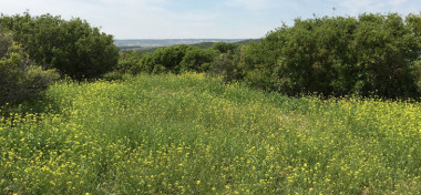 <p>El nitrógeno atmosférico favorece la aparición de plantas nitrófilas, también conocidas como malas hierbas, que pueden terminar desplazando a las especies autóctonas / MNCN</p>