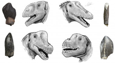 <p>Los cuatro grandes grupos de saurópodos identificados en el Jurásico superior de la península ibérica relacionados con su tipo de dentición. De izda a dcha, arriba: turiasaurios y diplodocoideos; abajo: braquiosaurios y camarasauriformes. / Reconstrucción de Carlos de Miguel.</p>