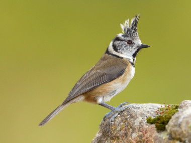 <p>Herrerillo capuchino (<em>Lophophanes cristatus). </em>Imagen: Enrique Calvo.</p>