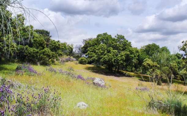 <p>Aunque no los veamos, la composición de los ecosistemas del suelo, la diversidad edáfica, nos ayuda mucho a entender el funcionamiento de los bosques. / Jorge Curiel-Yuste.</p>