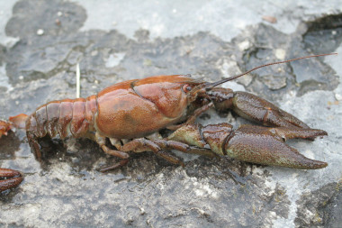 <p>El cangrejo de río está protegido en España. / <a href="https://es.wikipedia.org/wiki/Austropotamobius_pallipes#/media/File:Austropotamobius_pallipes.jpg" target="_blank">David Gerke</a></p>