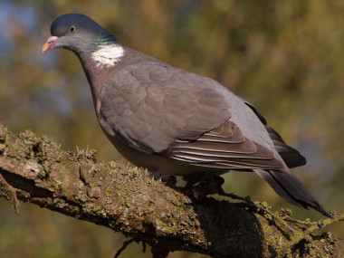 <p>El estudio ha analizado rasgos de 156 especies de palomas. /<a href="http://www.flickr.com/photos/erikjorgensen/3494145200/sizes/l/" target="_blank"> Isfug</a></p>