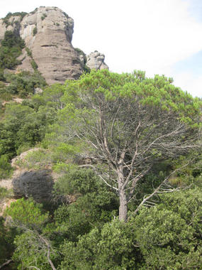 <p>Pino "ahogado" por el sotobosque de encinas. / CREAF.</p>