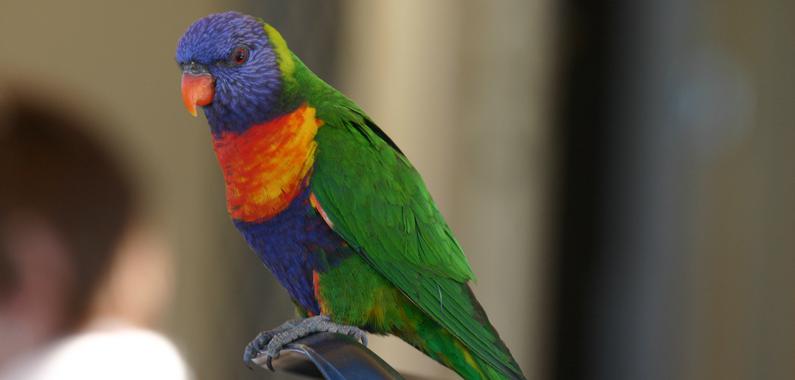<p>‘Rainbow Lorikeet’ esperando comida en un restaurante de Nelson Bay (Australia). / Dani Sol - CSIC. </p>