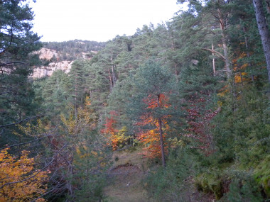 <p>Pinar de pino silvestre con frondosas creciendo en el sotobosque. / Lluís Comas</p>