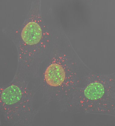 <p>El estrés del ADN mitocondrial (en rojo) inicia la respuesta inflamatoria en ausencia de Opa1 en células musculares de ratón (en verde, los núcleos). / Aida Rodríguez, IRB Barcelona</p>