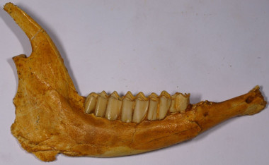 <p>Mandíbula de una gacela estudiada por el investigador Jorge Morales. / MNCN</p>