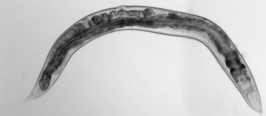 <p>El gusano nematodo <em>Caenorhabditis elegans </em>ha servido de base para el estudio. / Adolfo Sánchez-Blanco</p>