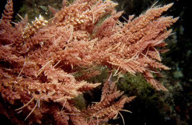 <p><em>Asparagobsis armata. / </em>Kike Ballesteros</p>