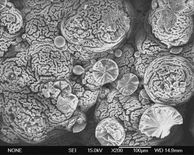 <p>Cristales de carbonatos magnésicos formados experimentalmente en cultivos microbianos con Firmicutes. / ICTS Centro Nacional de Microscopia electrónica-UCM.</p>