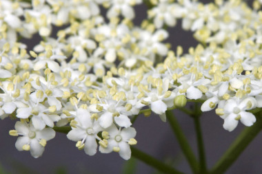 <p>Saúco (<em>Sambucus Nigra</em>)./ Jessie Hirsch (CC BY 2.0)</p>
