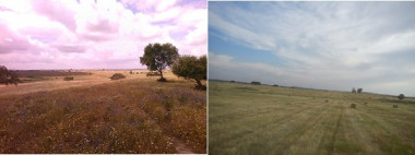 <p>Dos fotografías, a la izquierda un campo con la hierba más alta, a la derecha un campo segado / UAM</p>