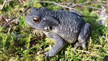 <p>Sapo común ibérico (<em>Bufo spinosus</em>). / Íñigo Martínez-Solano</p>