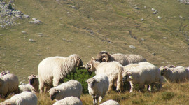 Ovejas