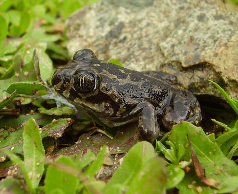 <p>Sapo de espuelas (Pelobates cultripes), do Parque Nacional de Doñana. Imagen: Carola Gómez-Rodríguez/CSIC</p>