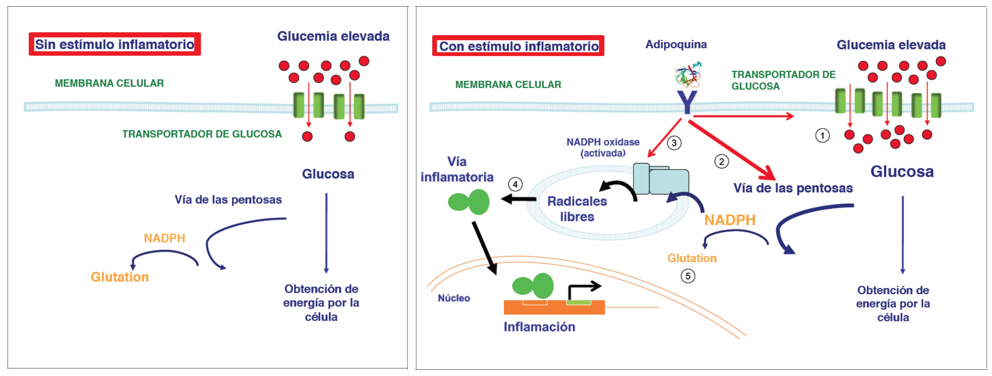 causas de aumento y disminucion de glucosa en sangre