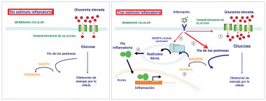 <p class=" text-left">Efecto de la glucemia elevada en la célula vascular inflamada. / Modificado de Peiró et al, Cardiovasc Diabetol 1;15:82, 2016</p>