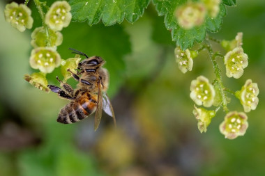 <p>El estudio ha analizado la dinámica temporal de la relación entre plantas y los insectos polinizadores en una comunidad alpina mediterránea / URJC</p>