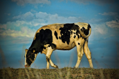 <p>Las vacas de la ganadería