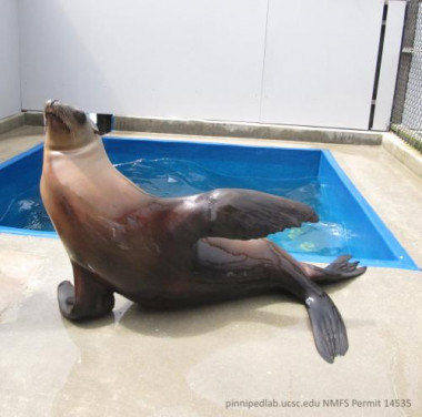 <p>Ronan, la leona marina californiana entrenada por los científicos del Laboratorio Long Marine, sabe bailar. / C. Reichmuth</p>