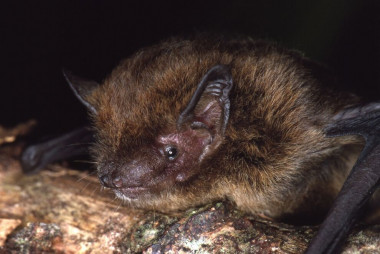 <p>El murciélago (<em>Pipistrellus murrayi</em>) que se ha extinguido de la Isla de Navidad. / IUCN</p>