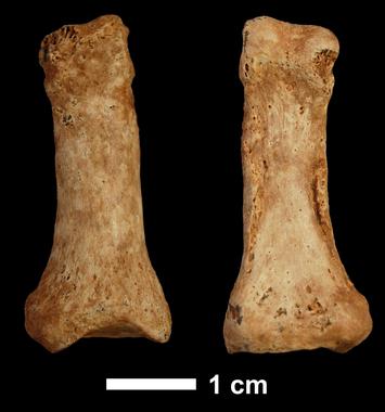 <p>Falange de hace 1,3 millones de años hallada en la Sima del Elefante, en Atapuerca, en 2008. / CENIEH / IPHES. </p>