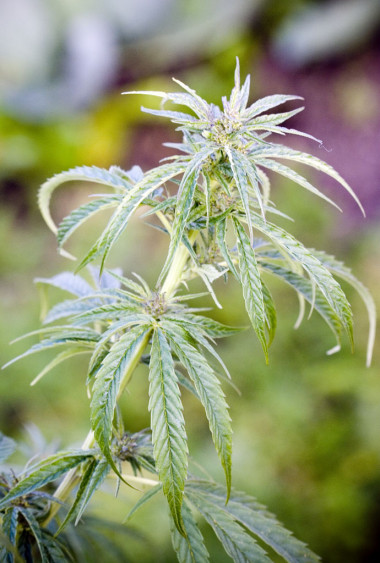 
<!-- START: including template: extension/sinc/design/ezwebin/templates/content/datatype/view/ezxmltags/paragraph.tpl (design:content/datatype/view/ezxmltags/paragraph.tpl) -->
<p>Según las investigadoras, la marihuana sintética anula los síntomas de estrés. Foto: Dey Alexander.</p>
<!-- STOP: including template: extension/sinc/design/ezwebin/templates/content/datatype/view/ezxmltags/paragraph.tpl (design:content/datatype/view/ezxmltags/paragraph.tpl) -->
