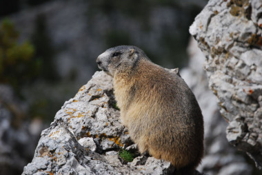 
<!-- START: including template: extension/sinc/design/ezwebin/templates/content/datatype/view/ezxmltags/paragraph.tpl (design:content/datatype/view/ezxmltags/paragraph.tpl) -->
<p>Marmota alpina (
<!-- START: including template: extension/sinc/design/sinc/templates/content/datatype/view/ezxmltags/emphasize.tpl (design:content/datatype/view/ezxmltags/emphasize.tpl) -->
<em>Marmota marmota</em>
<!-- STOP: including template: extension/sinc/design/sinc/templates/content/datatype/view/ezxmltags/emphasize.tpl (design:content/datatype/view/ezxmltags/emphasize.tpl) -->
) en el Pirineo. Foto: Maximilian Naar.</p>
<!-- STOP: including template: extension/sinc/design/ezwebin/templates/content/datatype/view/ezxmltags/paragraph.tpl (design:content/datatype/view/ezxmltags/paragraph.tpl) -->
