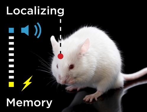<p>Los expertos entrenaron ratones a cerrar los párpados cuando oían un débil sonido anterior a la presentación de un soplo de aire aplicado a la cara. / UPO</p>