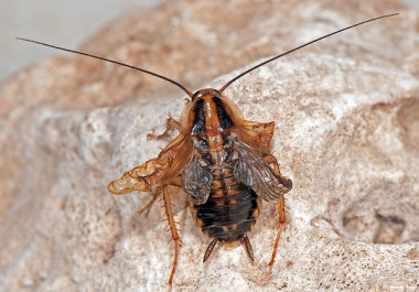 <p>La eliminación de miR-2 impide la metamorfosis y el insecto en lugar de producir un adulto muda a individuos monstruosos intermedios entre una ninfa y un adulto. / Albert Masó</p>