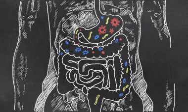 Resultado de imagen de microbiota intestinal