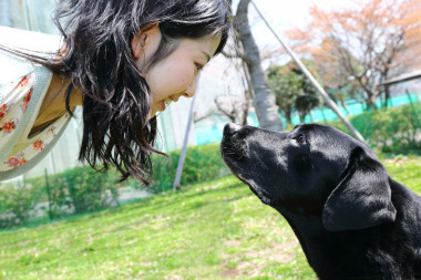 <p>Hook, un labrador retriever macho mira fijamente a una de las estudiantes de la universidad japonesa. En el primer experimento, esta mirada mutua hizo incrementar los niveles de oxitocina en la orina de su dueña. / Mikako Mikura. </p>