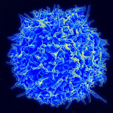 <p>Linfocito T humano. / <a href="http://commons.wikimedia.org/wiki/File:Healthy_Human_T_Cell.jpg" target="_self">Wikipedia</a></p>